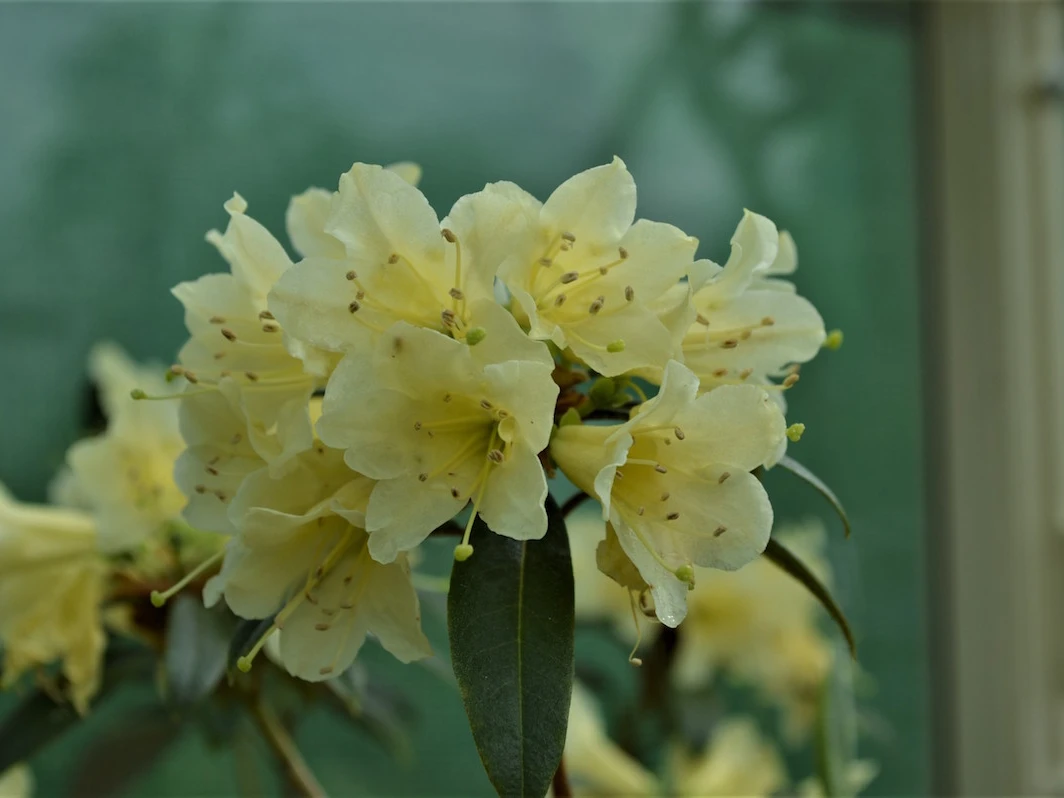 xanthostephanum